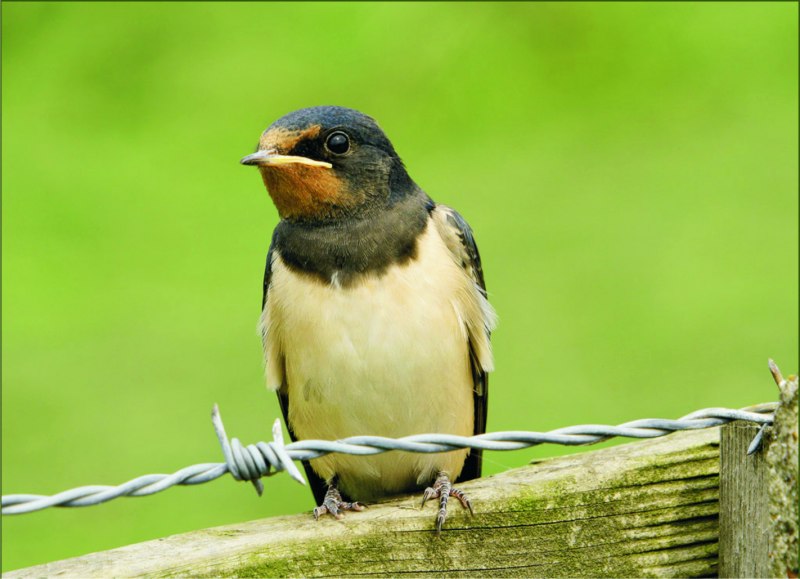 Hirundo Rustica птица