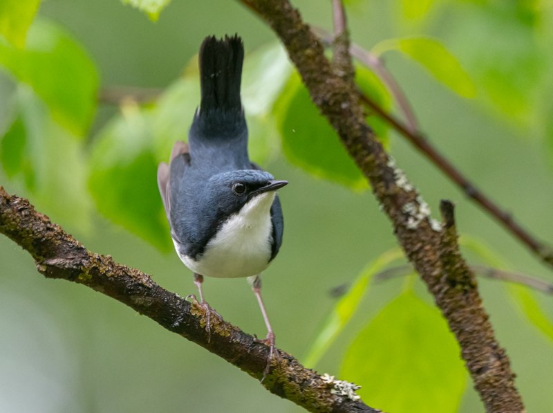 Соловей синий (Luscinia cyane).