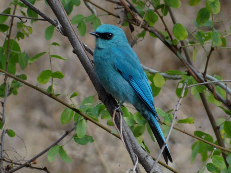 Sialia currucoides
