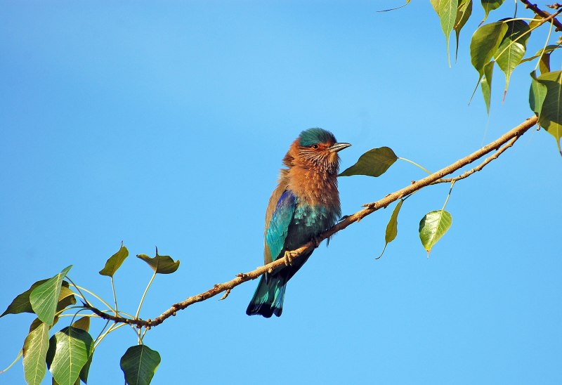 Лиловый Дрозд (Myophonus caeruleus)