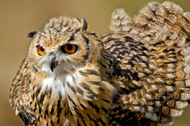 Bubo bengalensis