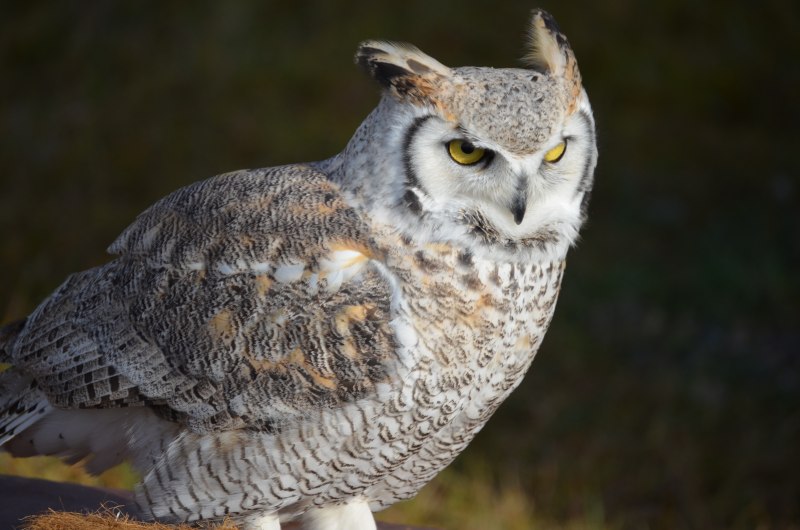 Eurasian Eagle Owl