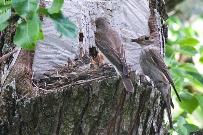 Nest гнездо