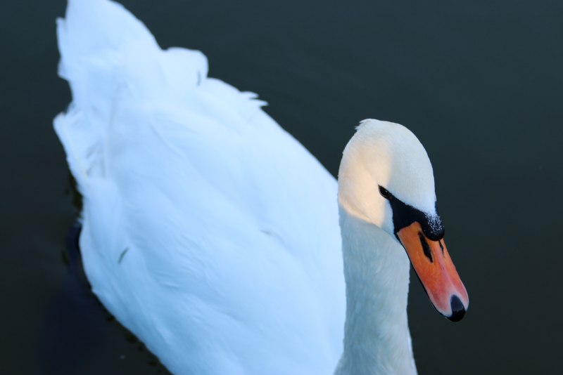 Swan Grace