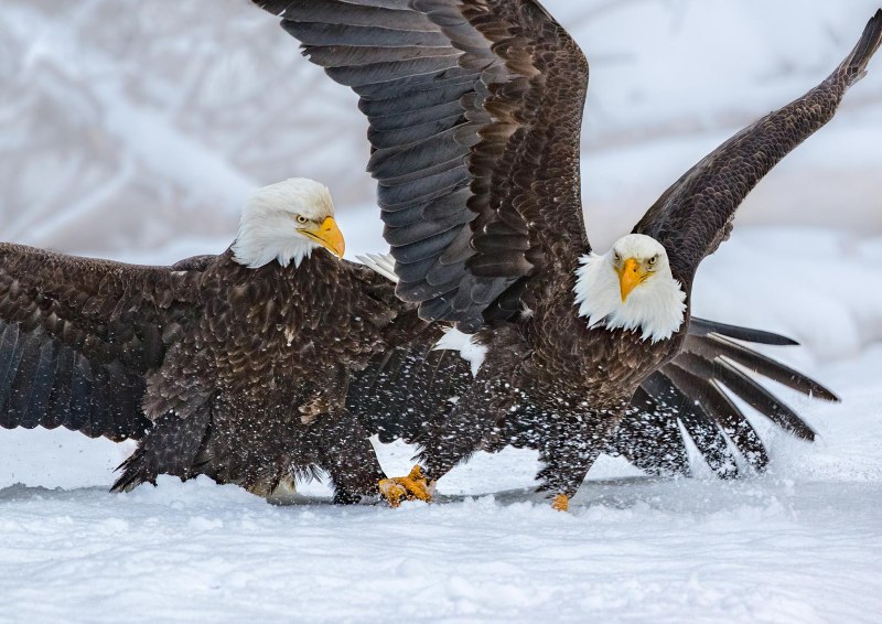 National Geographic. Белоголовый Орлан