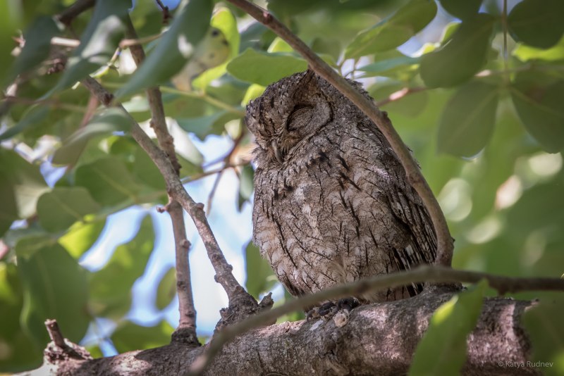 Обыкновенная совка (Otus SCOPS);