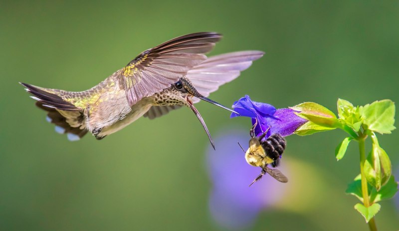 Пчелиная птица зунзунцито (46 фото)