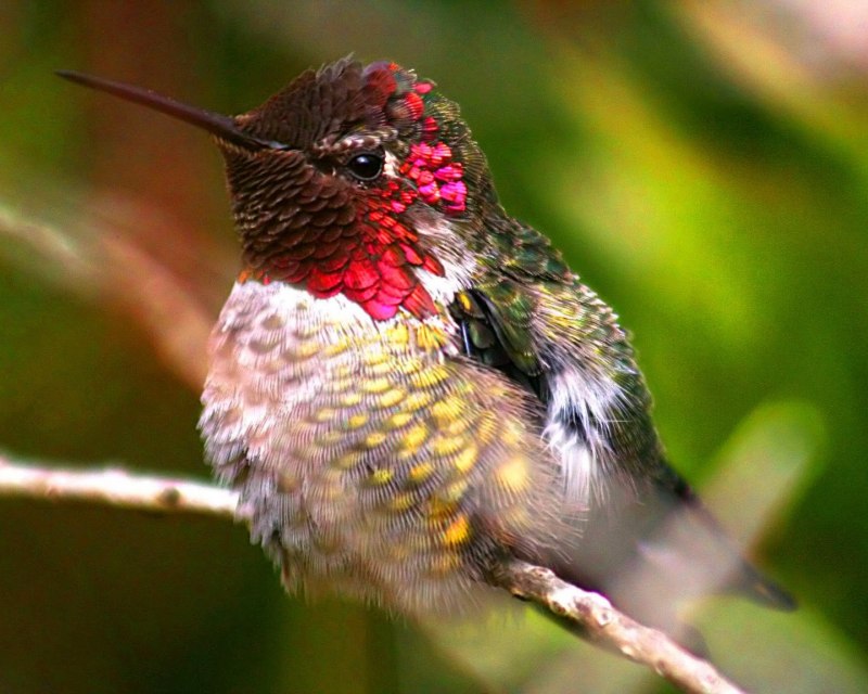 Mellisuga helenae