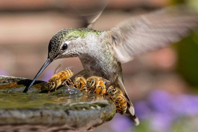 Hummingbird Flower