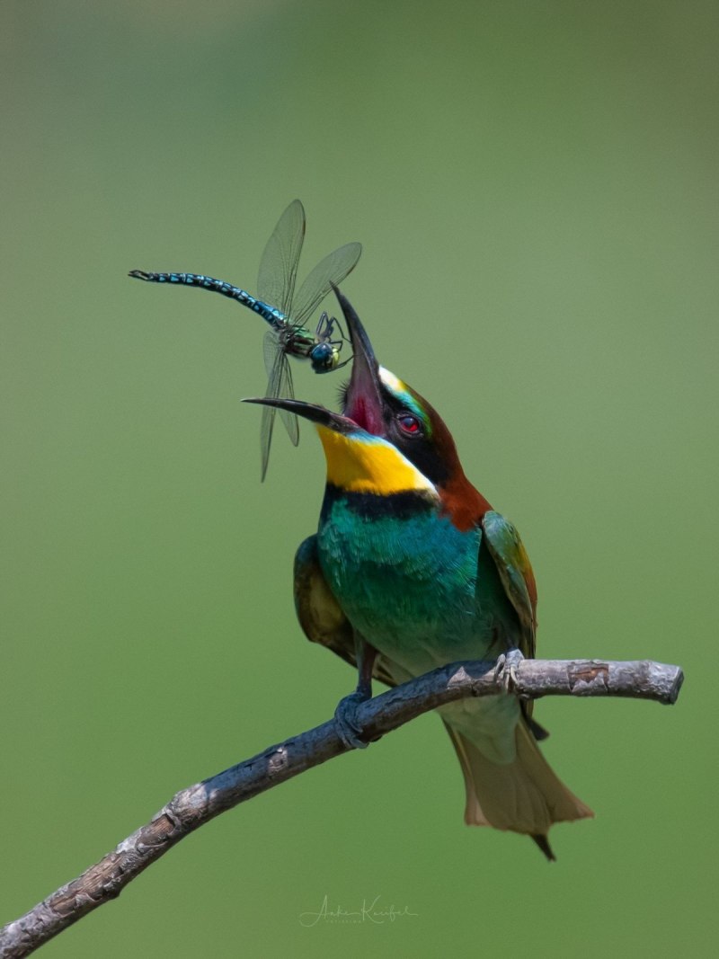 Bee Hummingbird фото