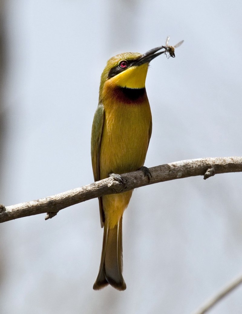 Mellisuga helenae