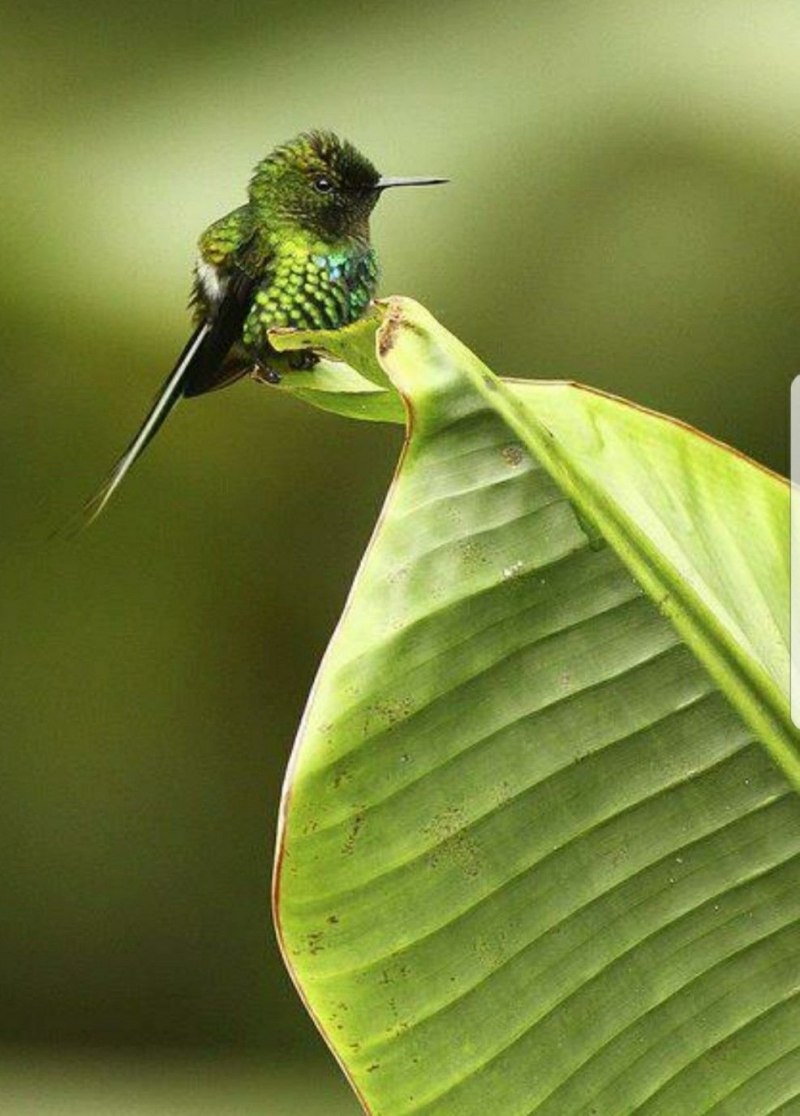 Why is the ability to Hover useful to a Hummingbird?