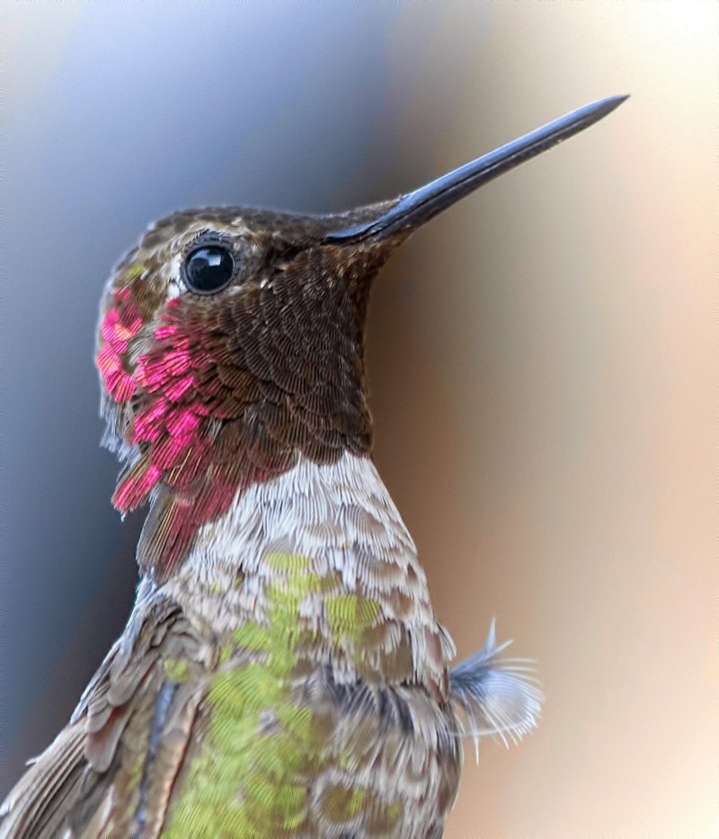 Колибри trochilidae