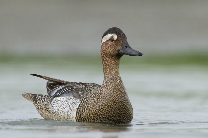 Callonetta leucophrys