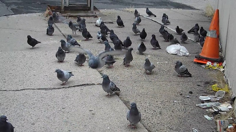 Много голубей