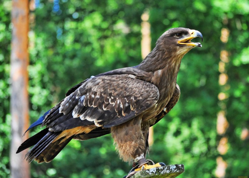Ястреб - тетеревятник (Accipiter gentilis)