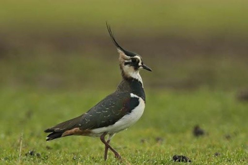 Чибис Vanellus Vanellus