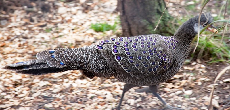 Megapodius nicobariensis