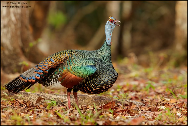 Meleagris ocellata