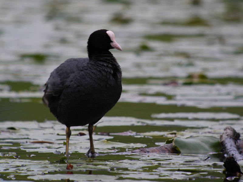Eurasian Coot