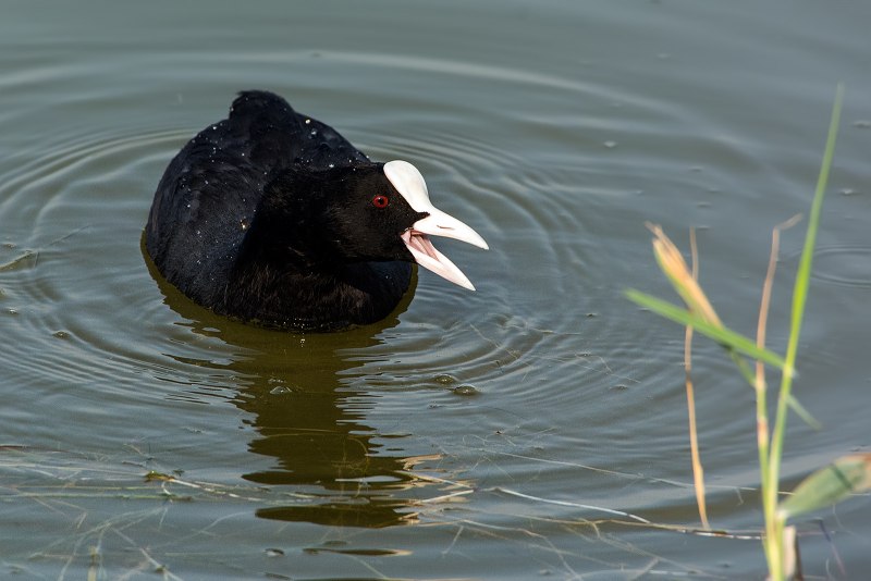Лысуха Fulica atra