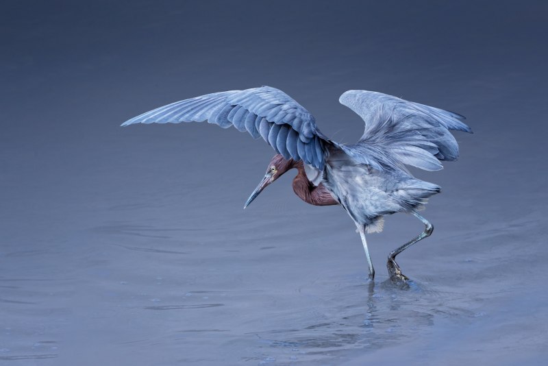 Egretta rufescens