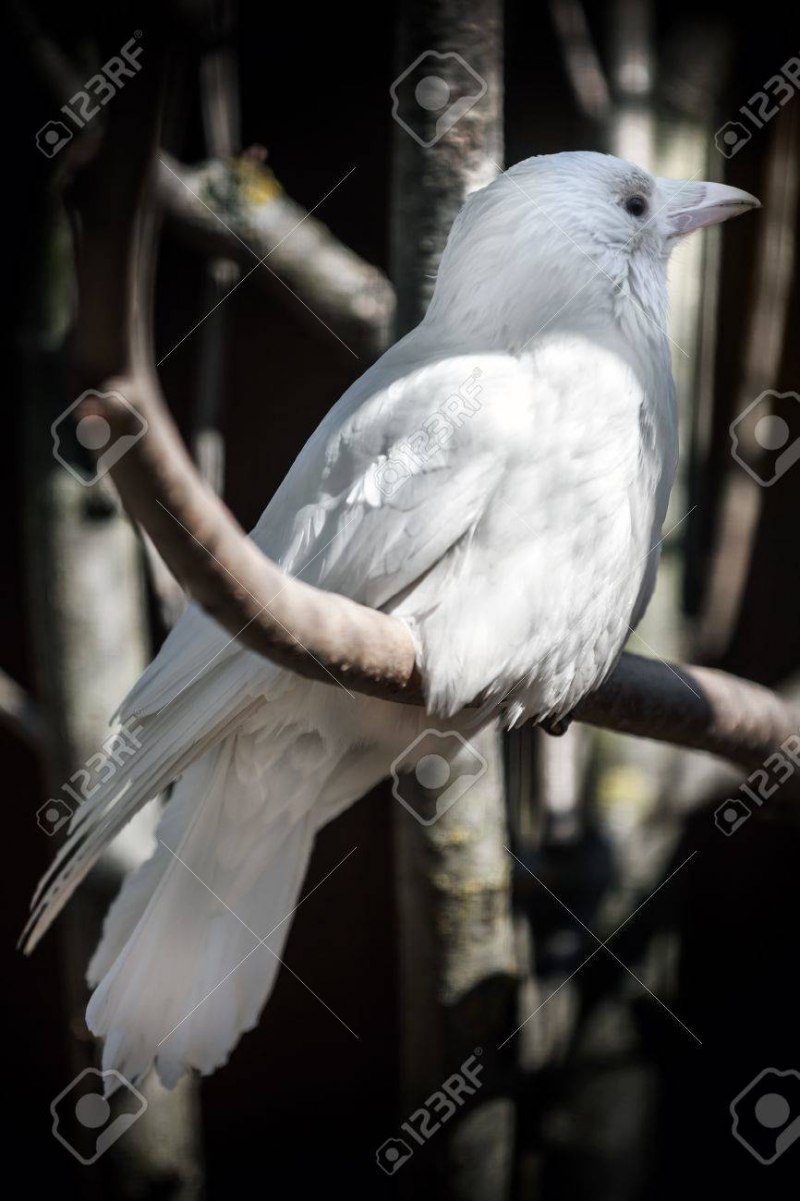 Female White peahen