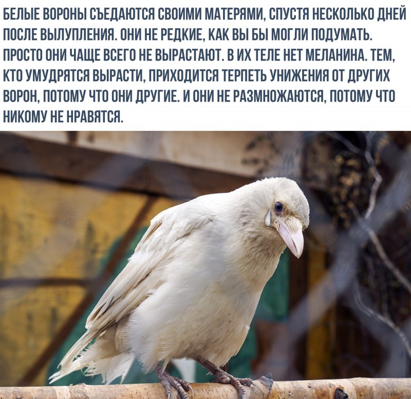 Солнечная цапля альбинос