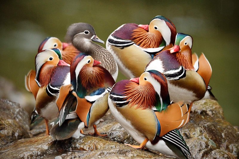 Мандаринка Aix galericulata