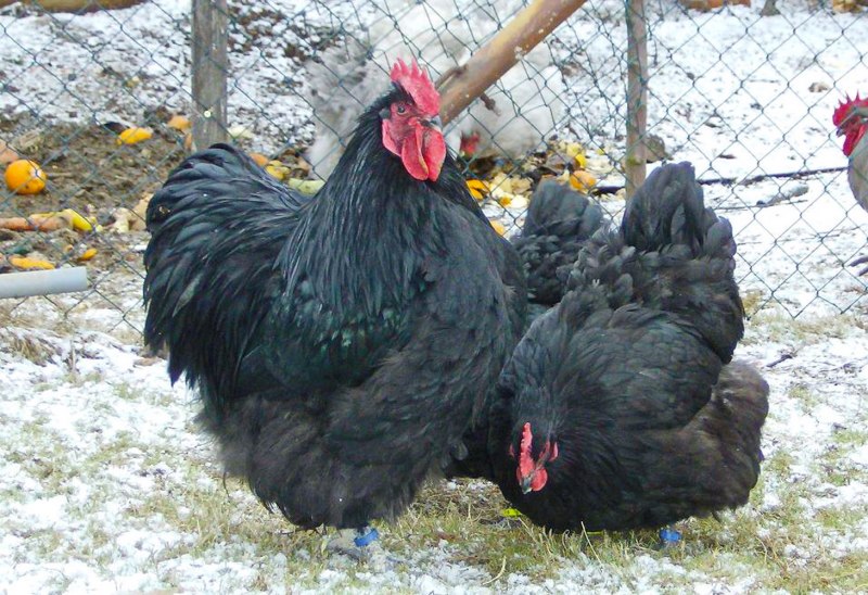 Куры породы Брама