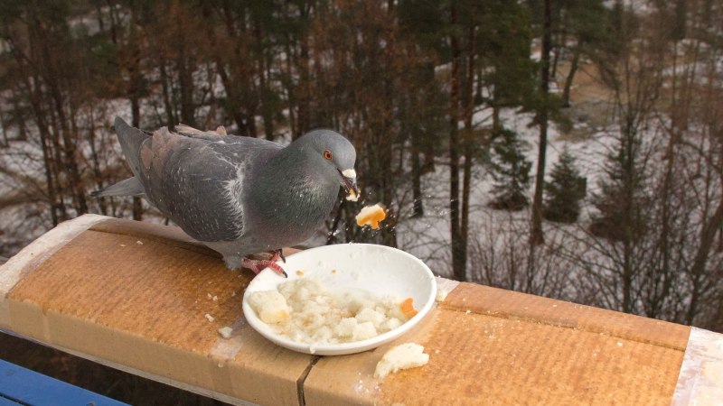 Голуби у кормушки зимой