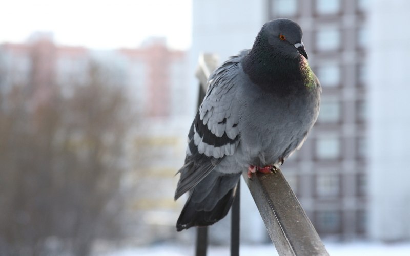 Голуби в городе