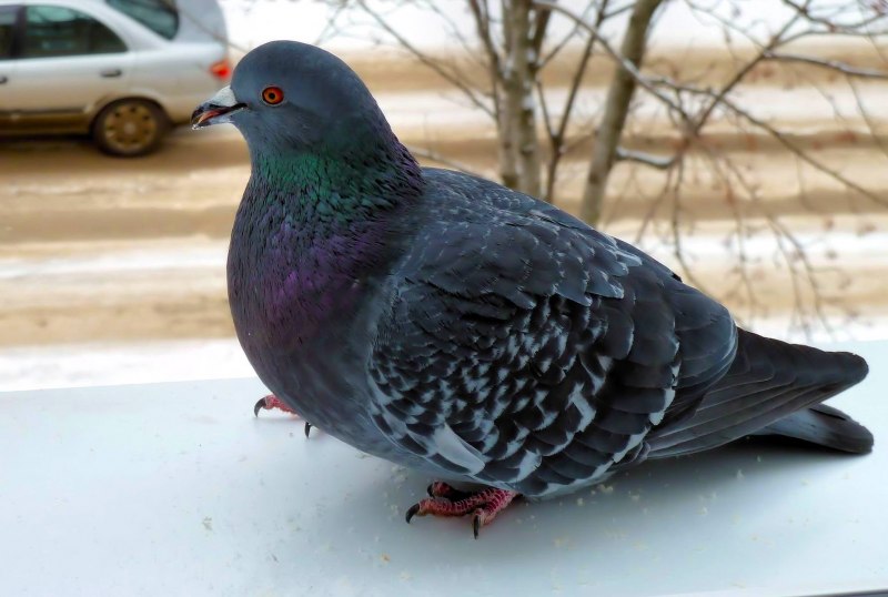 Зимующие птицы голубь
