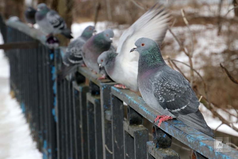 Капский голубь фото