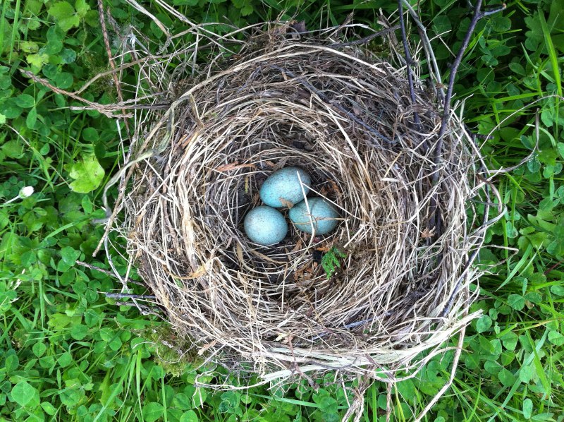 Nest гнездо