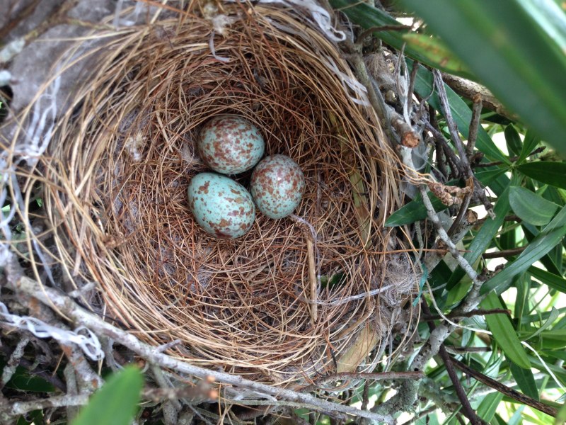 Nest гнездо