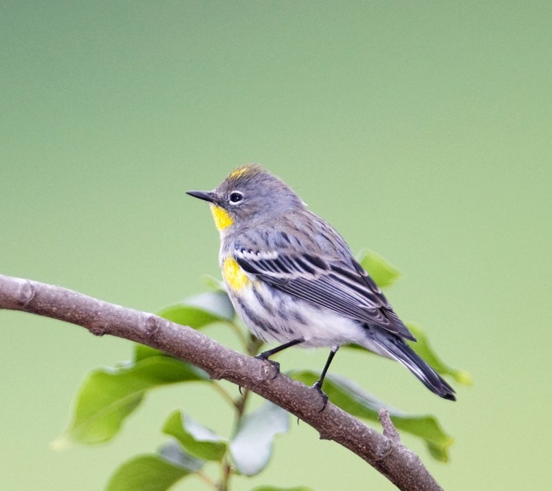 Птица Yellow Rumped Warbler