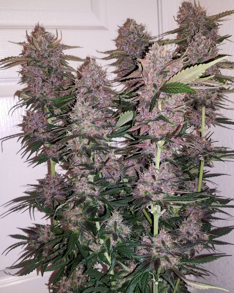 Hawaiian Snow сорт
