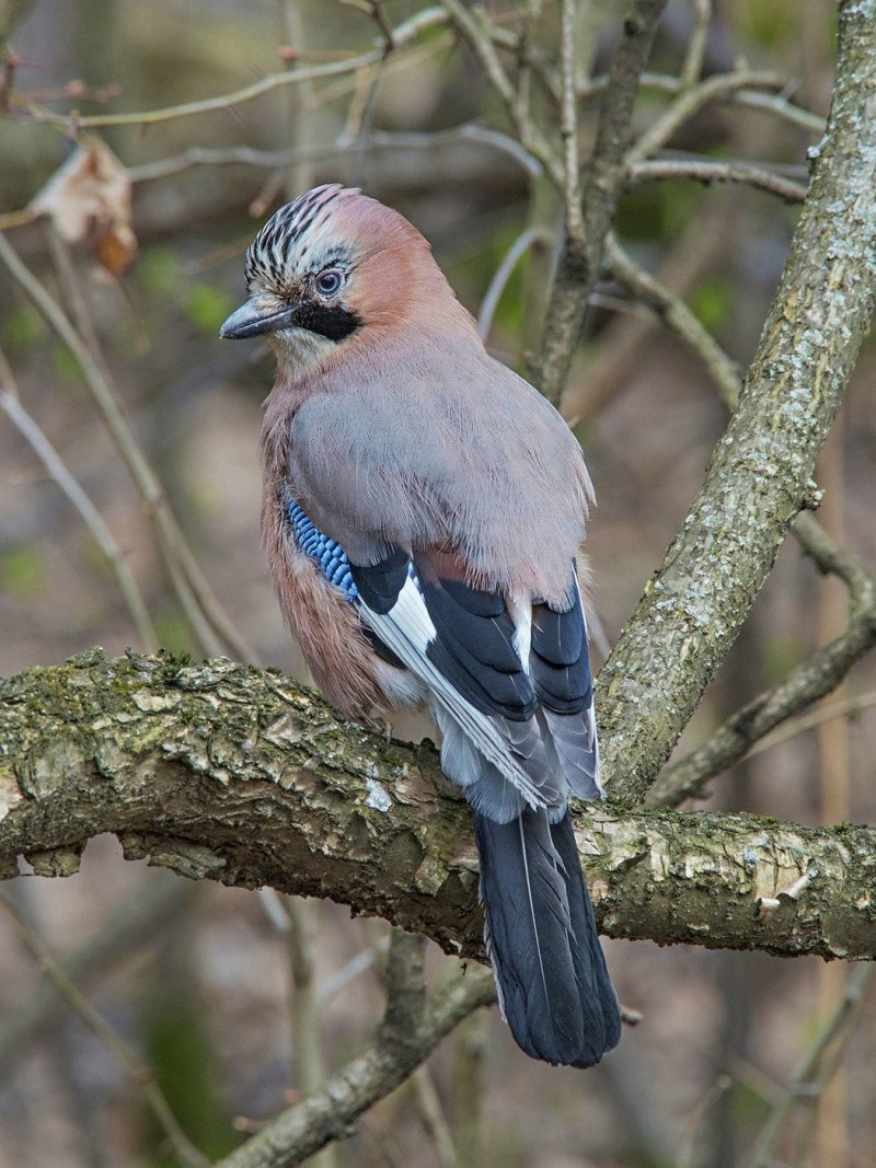 Свиристель обыкновенный (Bombycilla garrulus)