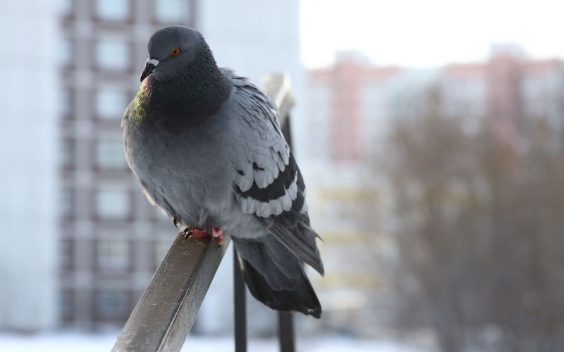 Голуби в городе
