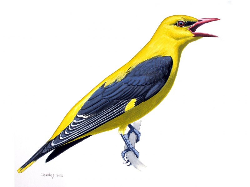 Птица Cuculus canorus