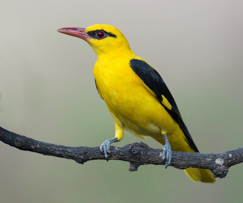 Обыкновенная Иволга Oriolus Oriolus
