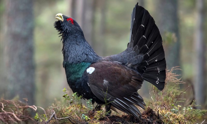 Белорусский Глухарь