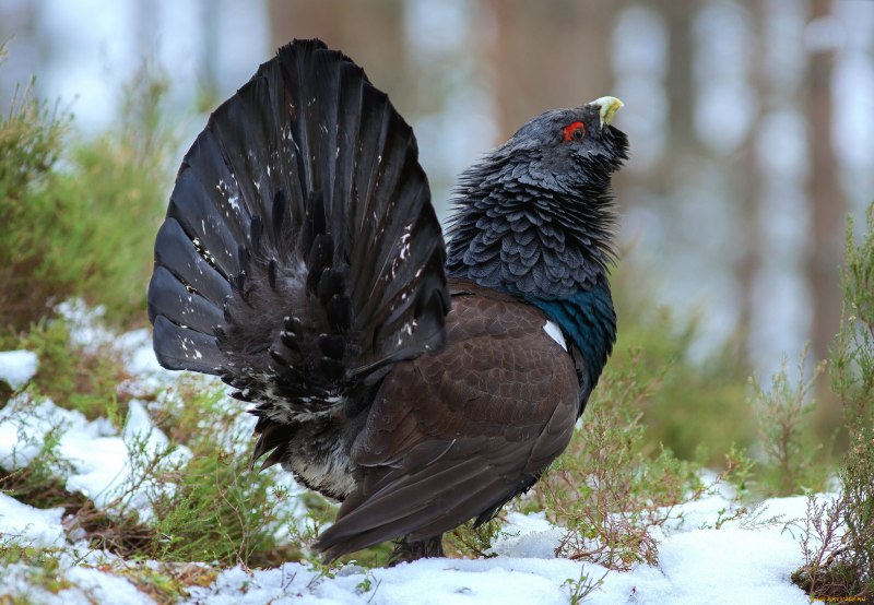 Глухарь (Tetrao urogallus)