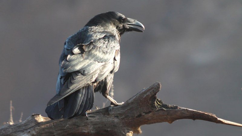 Corvus Corax птица