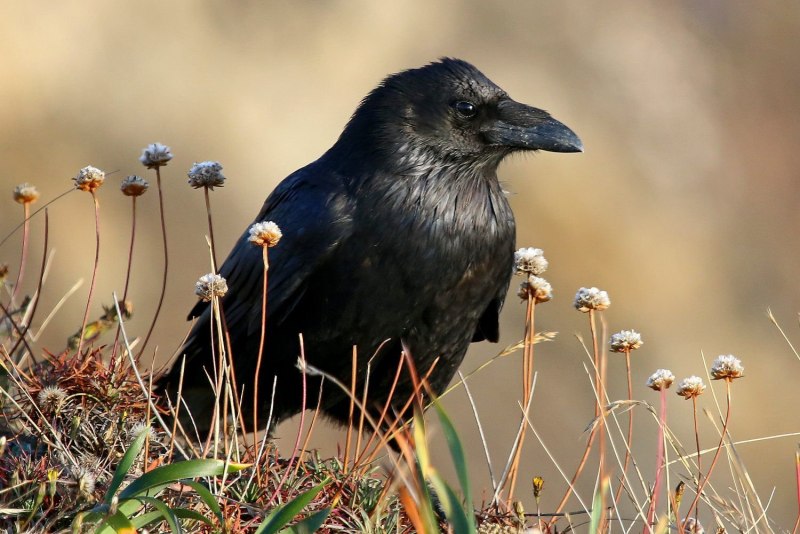 Crow and Raven