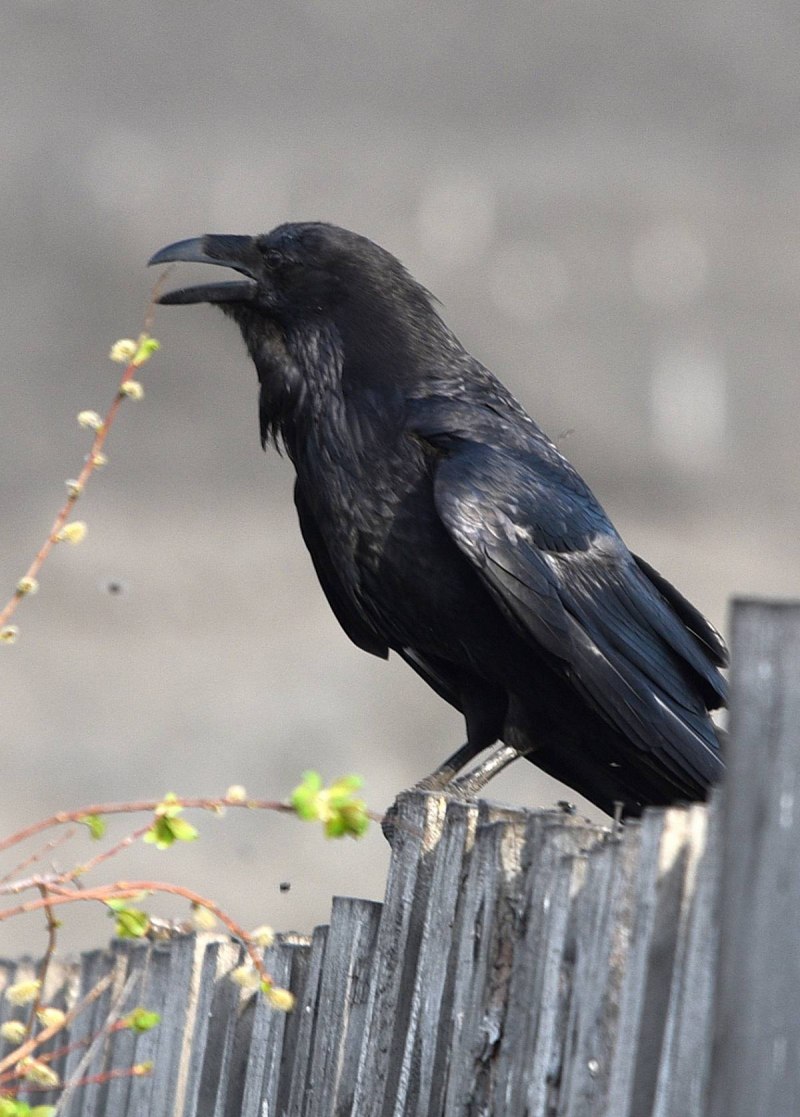 Черный ворон Corvus Corax