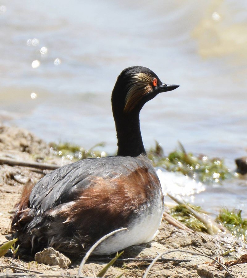 Большая поганка – Podiceps cristatus