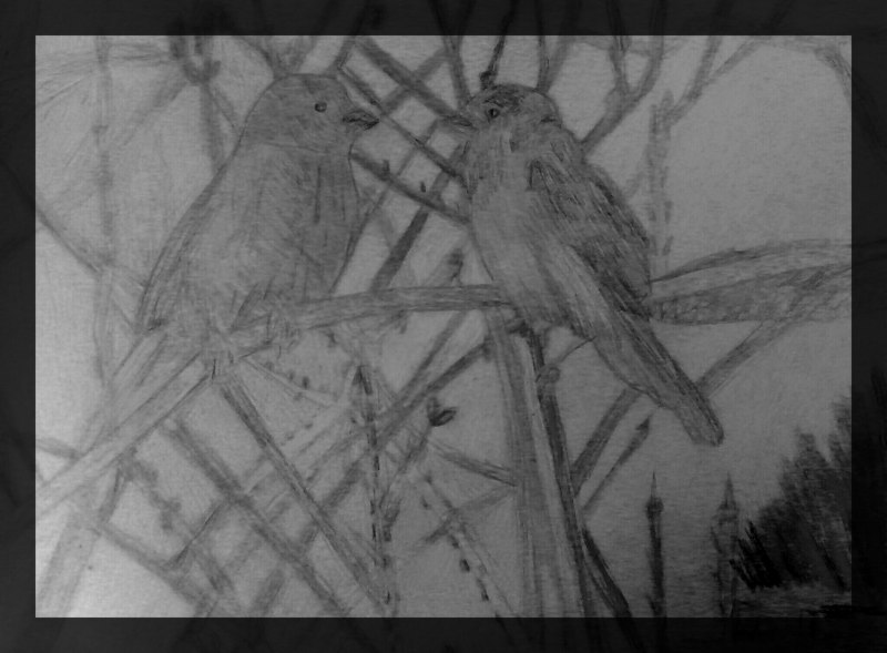 Рисунок птицы карандашом для детей