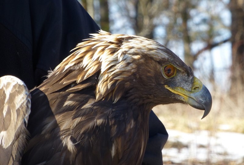 Golden Eagle Alibernet